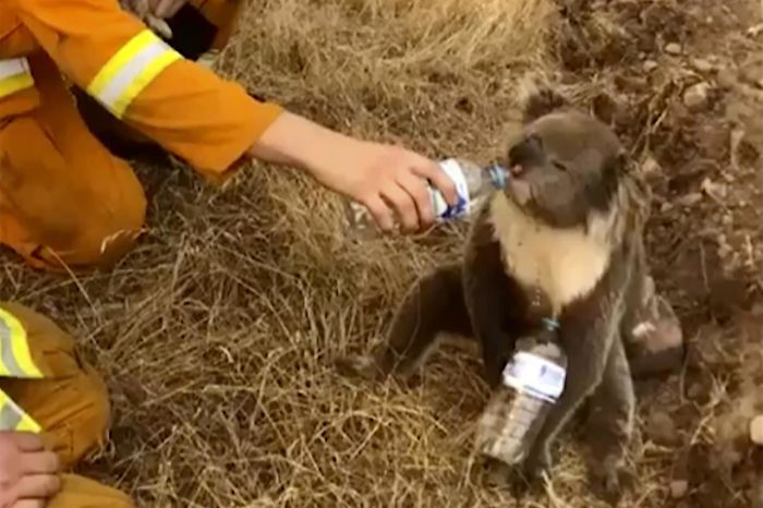 sensivel-mente.com - Robert Irwin luta para conter as lágrimas enquanto discute o impacto dos incêndios na Austrália