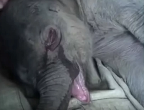 Bebê elefante chorou durante 5 horas depois que o separaram da mãe 2 - Bebê elefante chorou durante 5 horas depois que o separaram da mãe