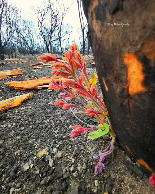 sensivel-mente.com - A vida está retornando lentamente às terras australianas arrasadas e aqui estão 30 fotos esperançosas