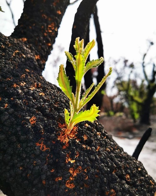 sensivel-mente.com - A vida está retornando lentamente às terras australianas arrasadas e aqui estão 30 fotos esperançosas