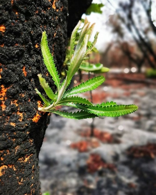 sensivel-mente.com - A vida está retornando lentamente às terras australianas arrasadas e aqui estão 30 fotos esperançosas