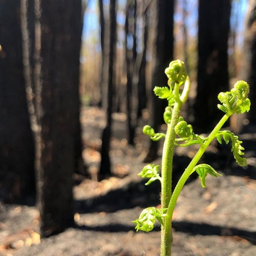 sensivel-mente.com - A vida está retornando lentamente às terras australianas arrasadas e aqui estão 30 fotos esperançosas