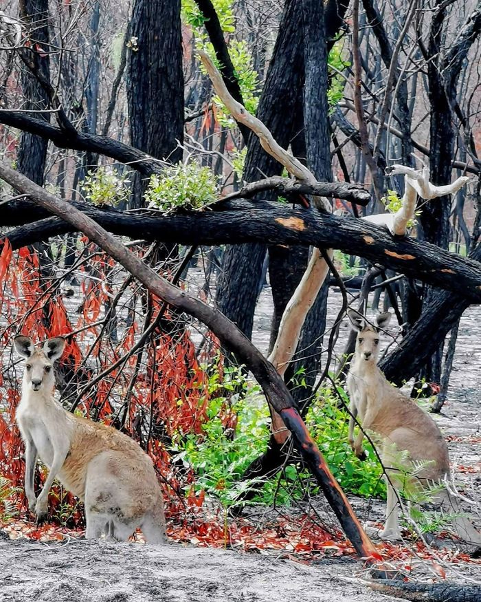 sensivel-mente.com - A vida está retornando lentamente às terras australianas arrasadas e aqui estão 30 fotos esperançosas