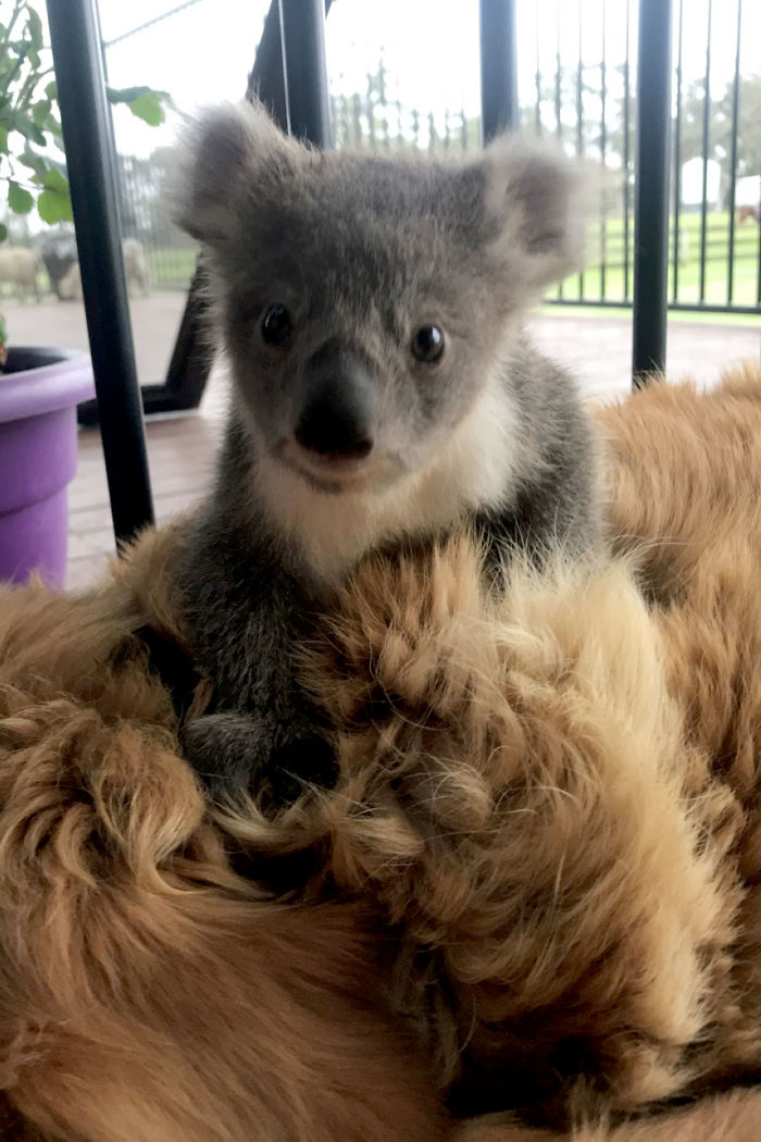 sensivel-mente.com - Cãozinho surpreende dono com um bebê Koala cuja vida ela acabou de salvar