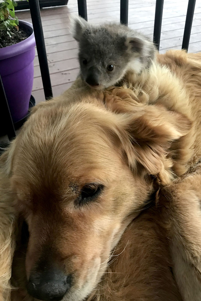 4 4 - Cãozinho surpreende dono com um bebê Koala cuja vida ela acabou de salvar
