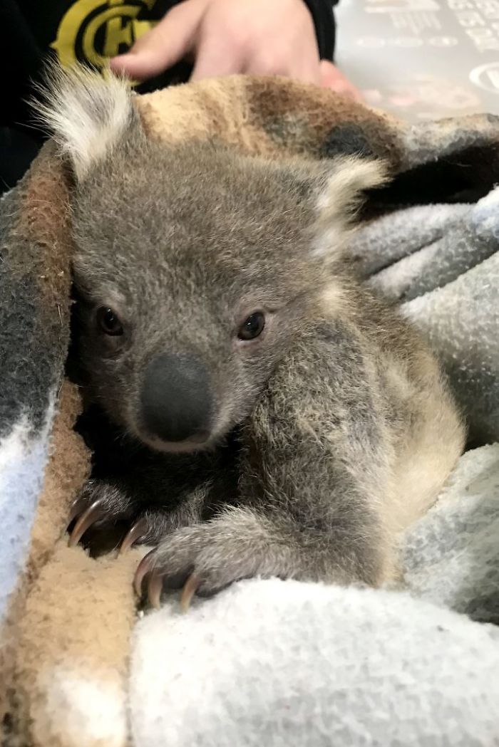 sensivel-mente.com - Cãozinho surpreende dono com um bebê Koala cuja vida ela acabou de salvar