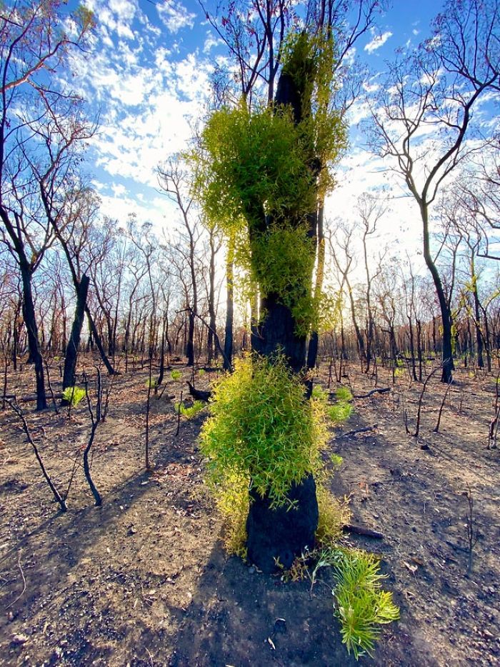 sensivel-mente.com - A vida está retornando lentamente às terras australianas arrasadas e aqui estão 30 fotos esperançosas