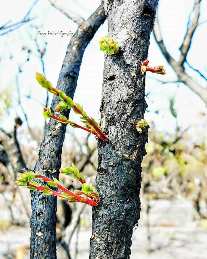 sensivel-mente.com - A vida está retornando lentamente às terras australianas arrasadas e aqui estão 30 fotos esperançosas