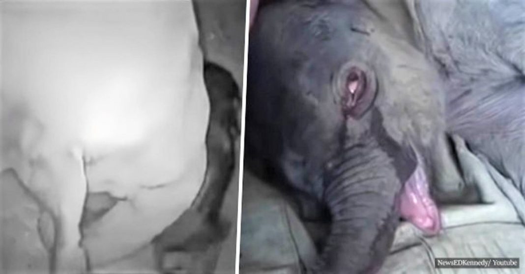 Bebê elefante chorou durante 5 horas depois que o separaram da mãe