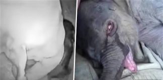 Bebê elefante chorou durante 5 horas depois que o separaram da mãe