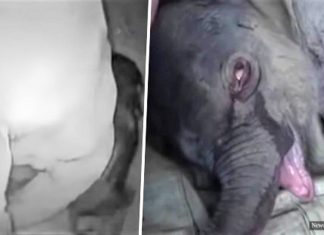 Bebê elefante chorou durante 5 horas depois que o separaram da mãe