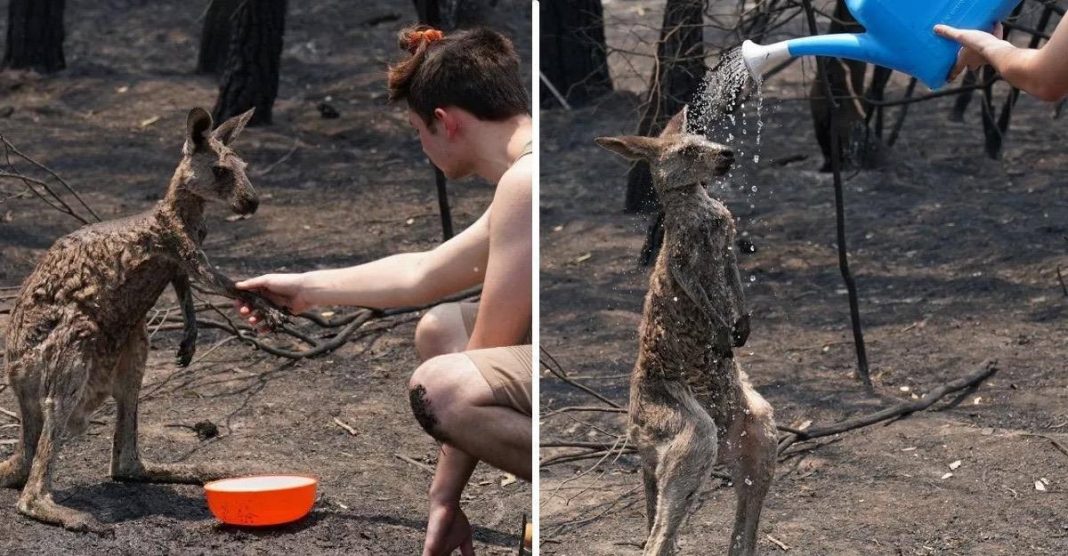 Filhote de canguru queimado é ajudado por uma criança