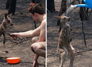 Filhote de canguru queimado é ajudado por uma criança
