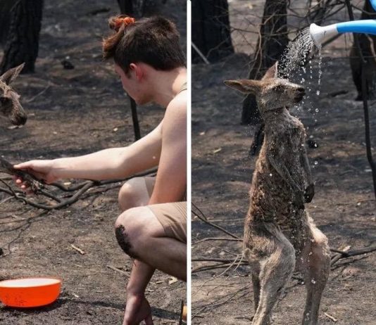 Filhote de canguru queimado é ajudado por uma criança