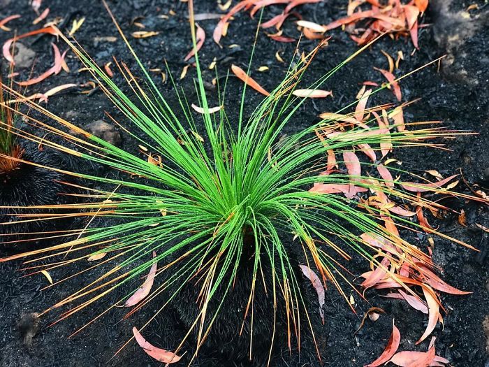 sensivel-mente.com - A vida está retornando lentamente às terras australianas arrasadas e aqui estão 30 fotos esperançosas