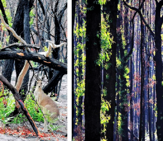 A vida está retornando lentamente às terras australianas arrasadas e aqui estão 30 fotos esperançosas