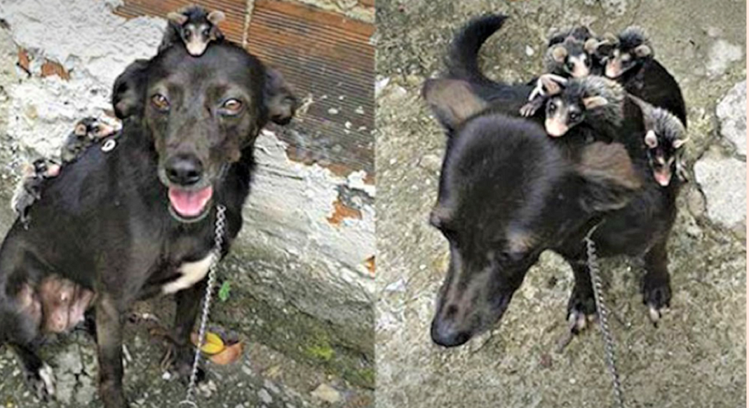 Cachorra adota gambazinhos órfãos e se revela uma mãe exemplar