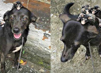 Cachorra adota gambazinhos órfãos e se revela uma mãe exemplar