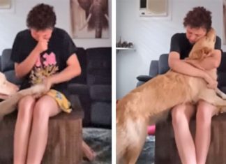 Cachorro acalma amorosamente jovem autista que se debatia numa crise de pânico