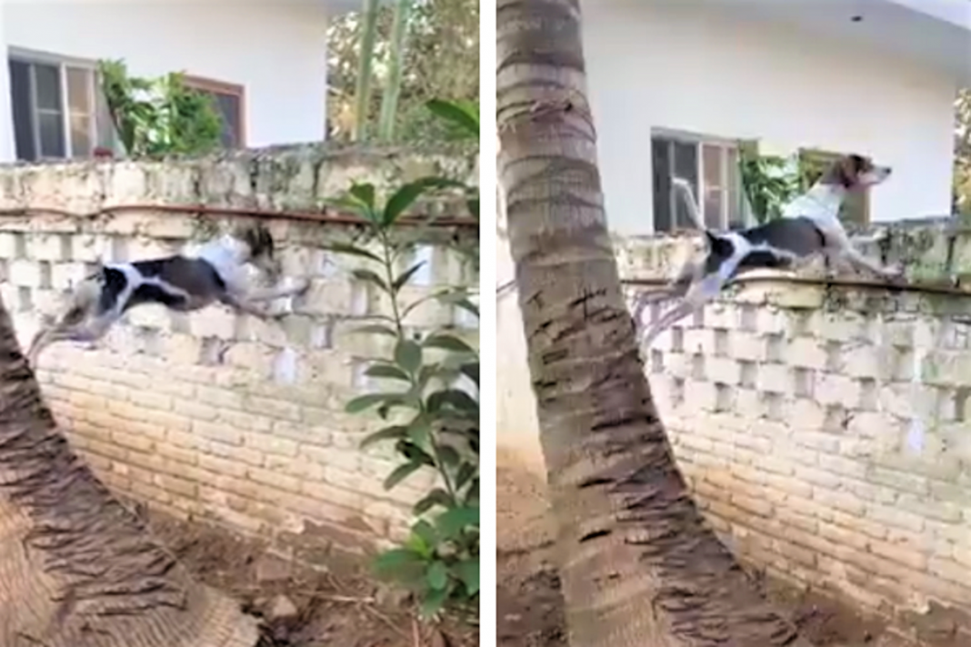 Cachorro curioso escala coqueiro e muro para “ver” o que acontecia na vizinha! (vídeo)