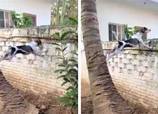 Cachorro curioso escala coqueiro e muro para “ver” o que acontecia na vizinha! (vídeo)