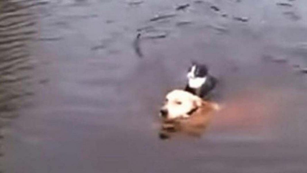 Cachorro pulou no rio e salva gato que se afogava