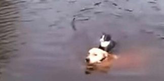 Cachorro pulou no rio e salva gato que se afogava