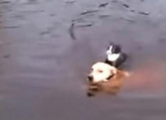 Cachorro pulou no rio e salva gato que se afogava