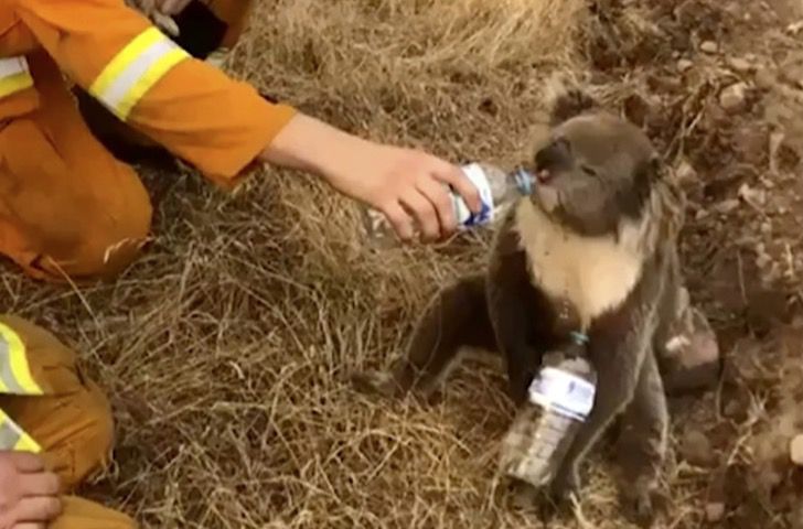 sensivel-mente.com - Voluntários na Austrália arriscam suas vidas pelos animais.