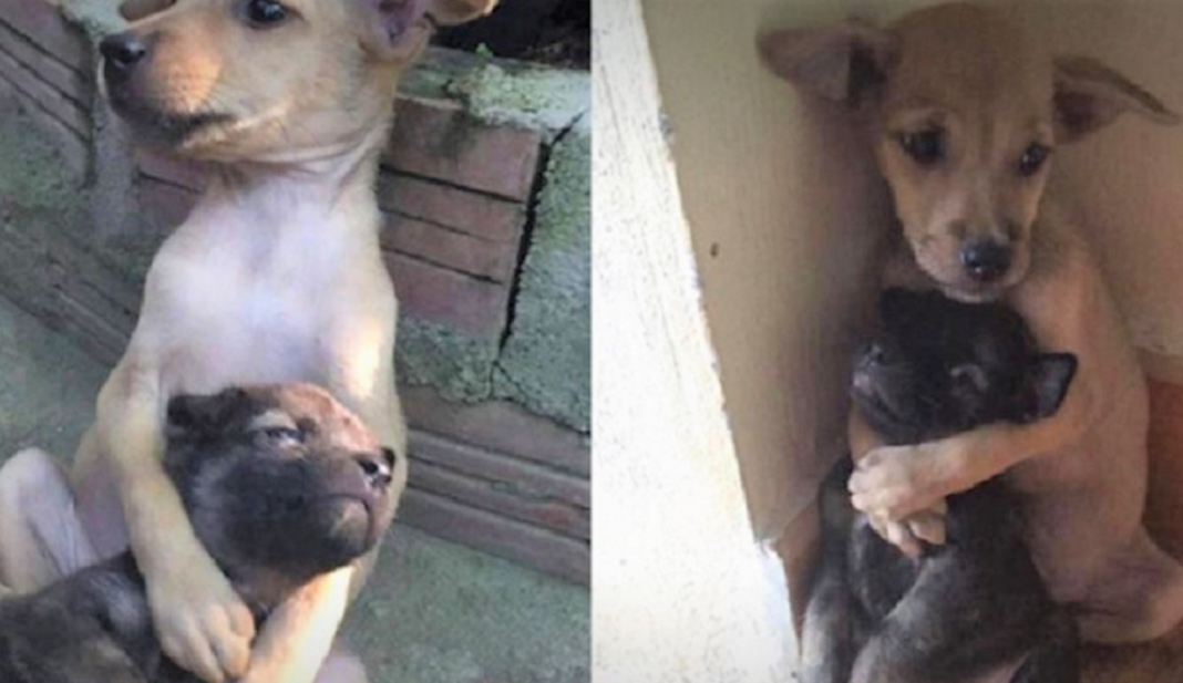 Cãezinhos continuam abraçados o tempo todo mesmo após serem resgatados