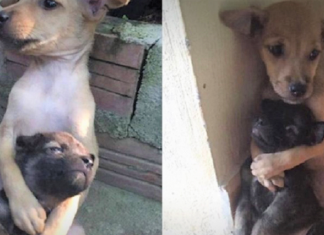 Cãezinhos continuam abraçados o tempo todo mesmo após serem resgatados