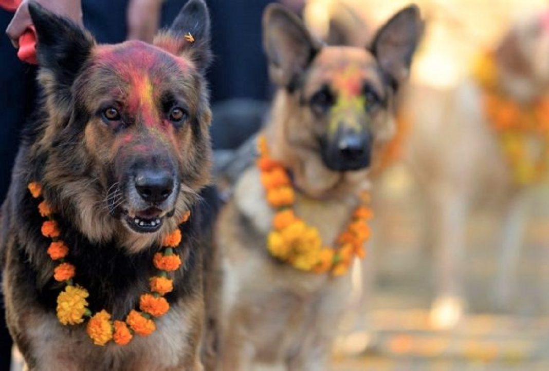 Nepal promove festival anual onde agradece aos cães por serem NOSSOS AMIGOS
