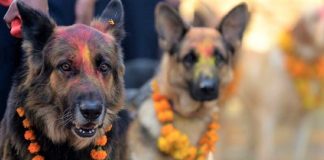 Nepal promove festival anual onde agradece aos cães por serem NOSSOS AMIGOS