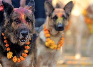 Nepal promove festival anual onde agradece aos cães por serem NOSSOS AMIGOS