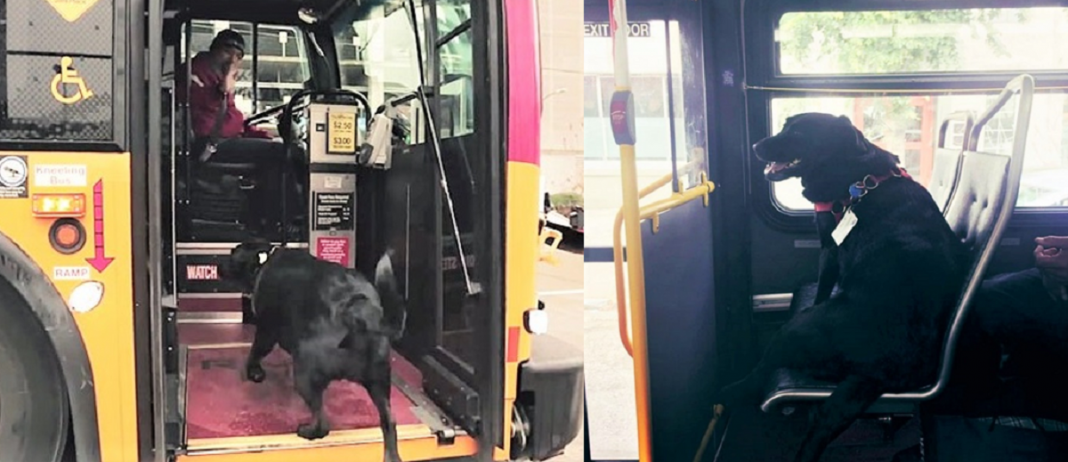 Cachorra pega ônibus sozinha todos os dias para ir ao parque!
