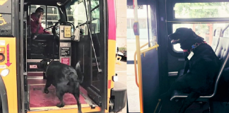 Cachorra pega ônibus sozinha todos os dias para ir ao parque!