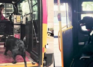 Cachorra pega ônibus sozinha todos os dias para ir ao parque!