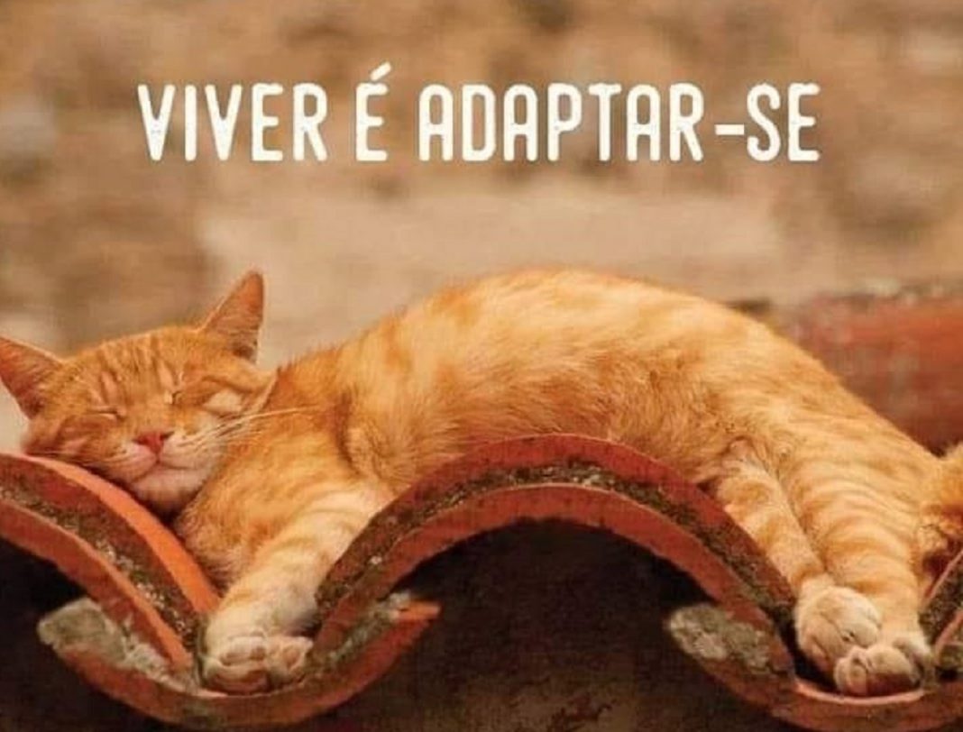 Viver é adaptar-se