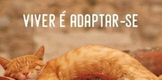 Viver é adaptar-se