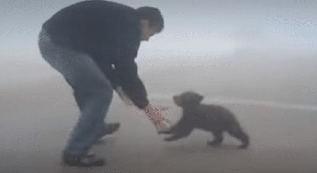 Filhotinho de urso abraça sem parar o homem que o salvou de incêndio no bosque (Vídeo)