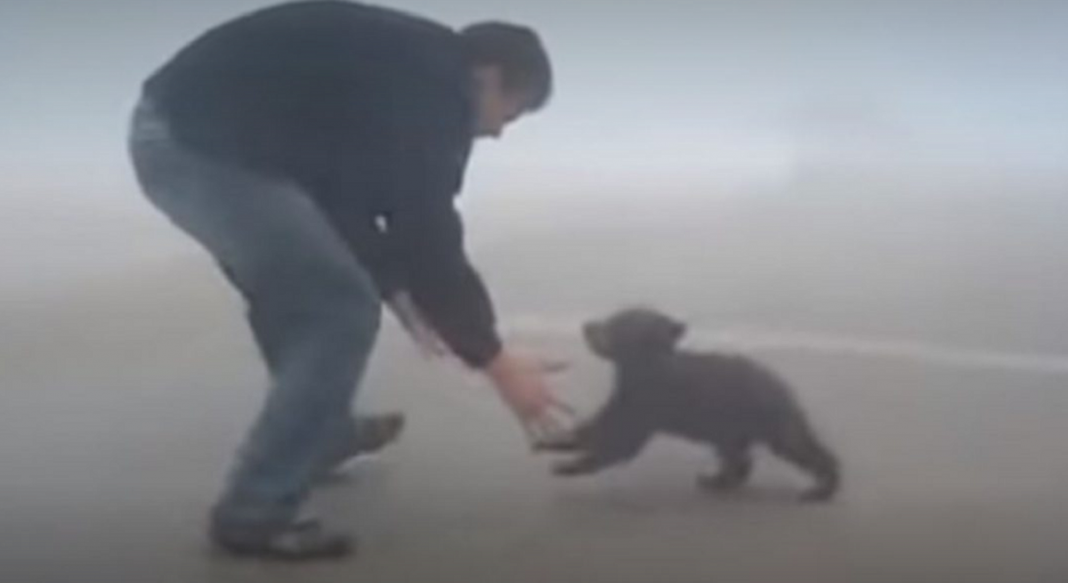 Filhotinho de urso abraça sem parar o homem que o salvou de incêndio no bosque (Vídeo)