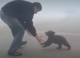 Filhotinho de urso abraça sem parar o homem que o salvou de incêndio no bosque (Vídeo)