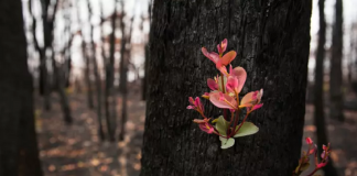 Fotos mostram como a Austrália está começando a FLORESCER após incêndios