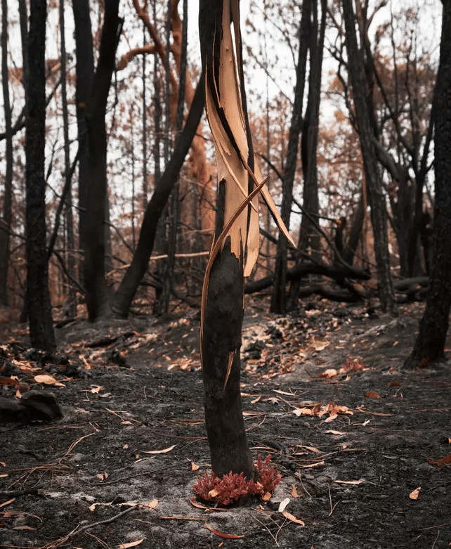 sensivel-mente.com - Fotos mostram como a Austr&aacute;lia est&aacute; come&ccedil;ando a FLORESCER ap&oacute;s inc&ecirc;ndios