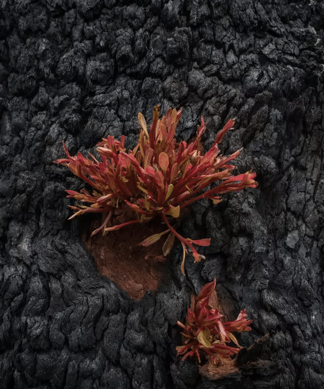 sensivel-mente.com - Fotos mostram como a Austr&aacute;lia est&aacute; come&ccedil;ando a FLORESCER ap&oacute;s inc&ecirc;ndios