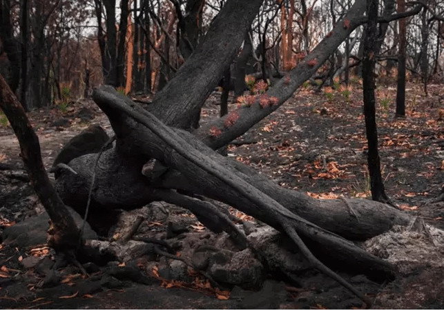 sensivel-mente.com - Fotos mostram como a Austr&aacute;lia est&aacute; come&ccedil;ando a FLORESCER ap&oacute;s inc&ecirc;ndios