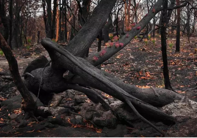 sensivel-mente.com - Fotos mostram como a Austrália está começando a FLORESCER após incêndios