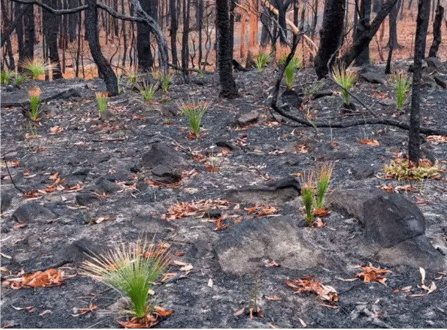 sensivel-mente.com - Fotos mostram como a Austr&aacute;lia est&aacute; come&ccedil;ando a FLORESCER ap&oacute;s inc&ecirc;ndios