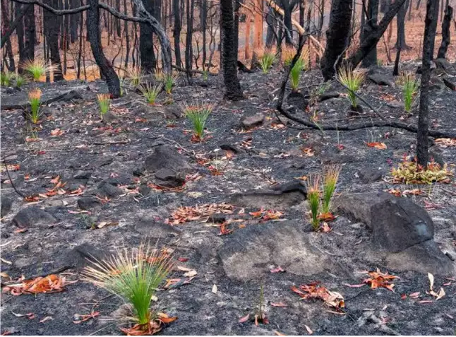 sensivel-mente.com - Fotos mostram como a Austrália está começando a FLORESCER após incêndios