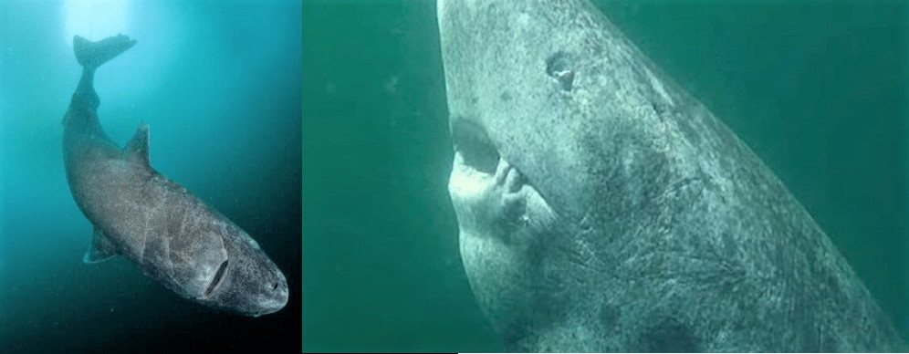 sensivel-mente.com - Cientistas descobrem um tubar&atilde;o vivo com mais de 500 anos de idade